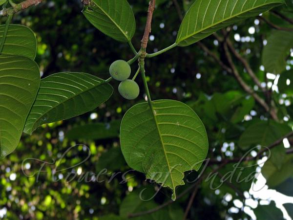 Ficus callosa Calloused Fig
